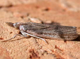 Long-palped Peoria